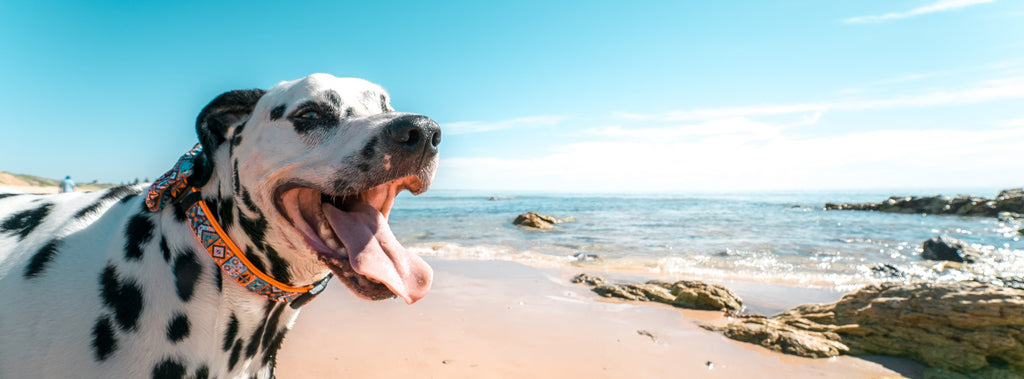 Comment laver son chien en hiver : conseils pour un toilettage sûr et agréable